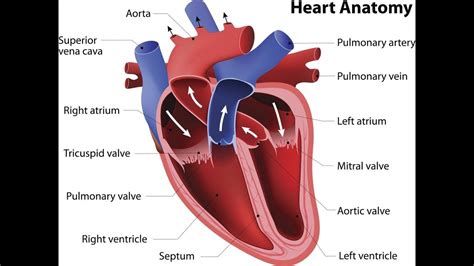 Biology Heart Heart Structure Ladder Tips Youtube