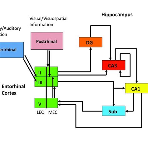 Schematic Of Perforant And Alver Pathways From Entorhinal Cortex Layer