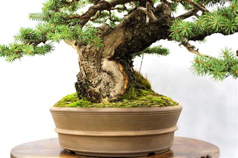 A Powerful Colorado Blue Spruce Bonsai & Its Story of Age & Hardship ...