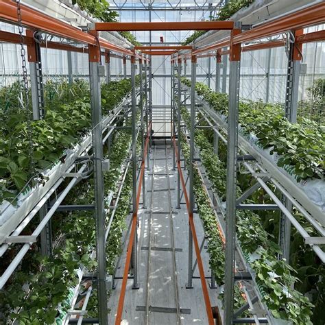 Vertical Farming Solutions For Strawberries