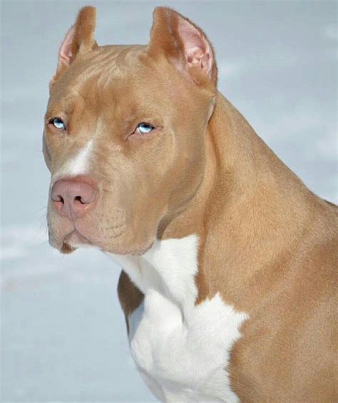 Red Nose Pitbulls With Blue Eyes