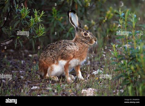 Lepus granatensis granatensis fotografías e imágenes de alta resolución