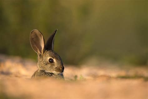 Especies Y H Bitats Conejo Nuestro Trabajo Wwf Espa A