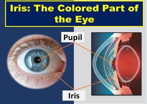 Colored Part of the Eye: Iris Definition, Function, & Anatomy | Health Kura