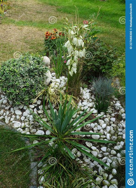 Yucca Blooming With White Flowers In July Yucca Is A Genus Of