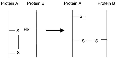 8 Formation Of Intramolecular And Intermolecular Disulfide Bonds Download Scientific Diagram