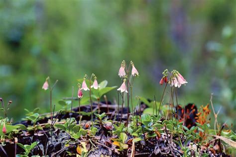 Twinflower | Arctic, Alpine & Evergreen | Britannica