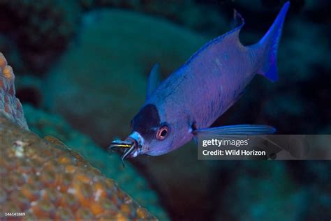 Creole Wrasse Getting The Inside Of Its Mouth Cleaned By Two Gobies