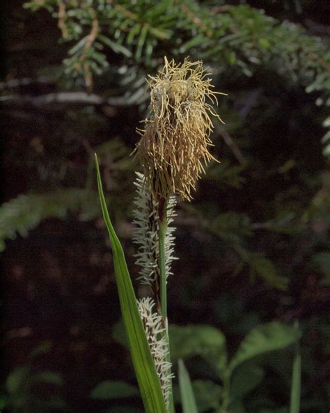 Carex Spectabilis Dewey Northwestern Showy Sedge World Flora Pl