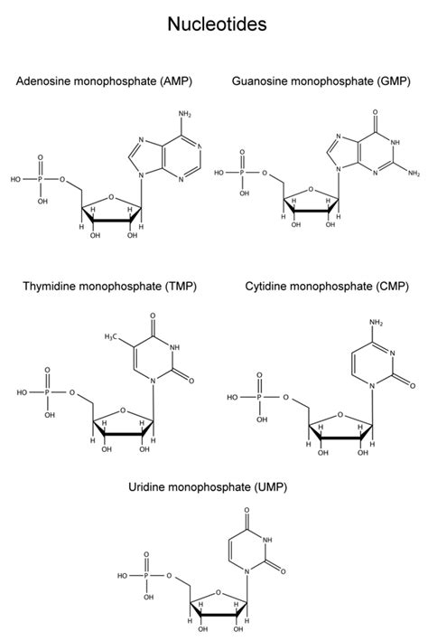 Nucleoside Vs Nucleotide The Small Yet Significant Difference