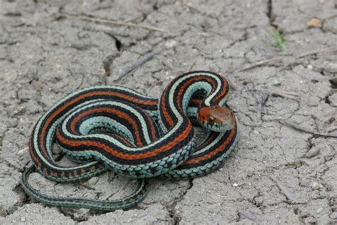 Common Garter Snake Facts And Pictures