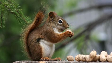 What Kind of Nuts Do Squirrels Eat? Acorns, Walnuts, Almonds & More