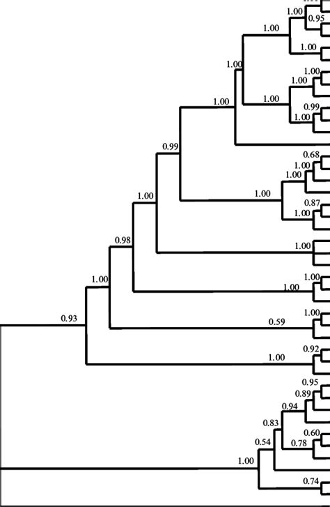 The 50 Majority Rule Consensus Tree From A Bayesian Analysis Of 42