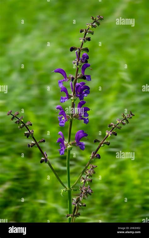 Salvia pratensis Fotos und Bildmaterial in hoher Auflösung Alamy