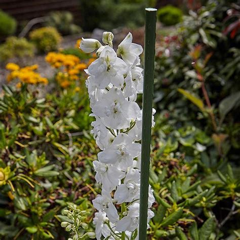 Tom Chambers Tubular Plant Stake Solihull Tel