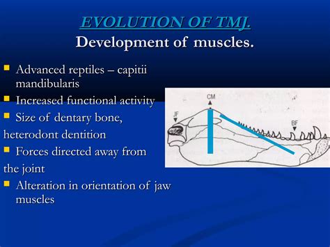 Temporomandibular Joint Development And Anatomy Ppt