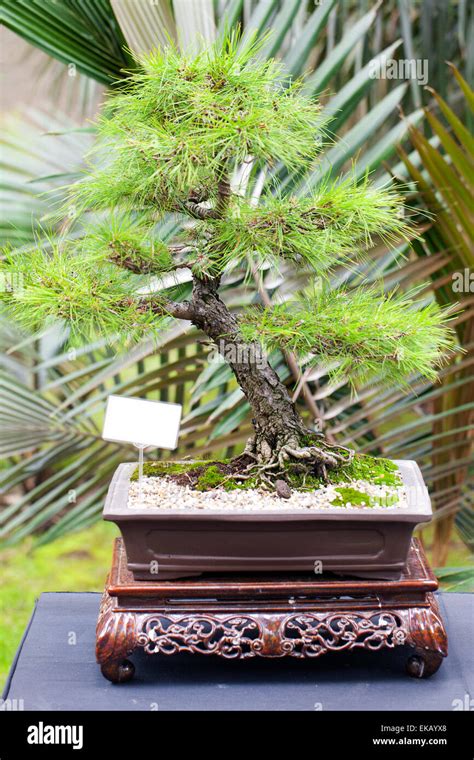 beautiful bonsai in a botanical garden Stock Photo - Alamy