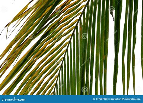 Coconut Leaves On White Isolated Background For Green Foliage Backdrop