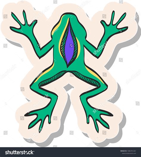 Circulatory System Of An Amphibian news