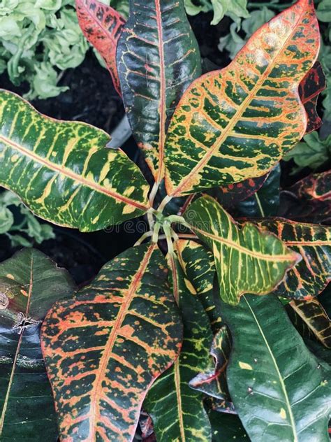 Codiaeum Variegatum Garden Croton Or Variegated Croton Foliage Stock