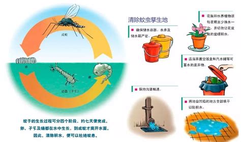 【华实健康讲堂】防蚊灭蚊，预防登革 华南师范大学附属天河实验学校