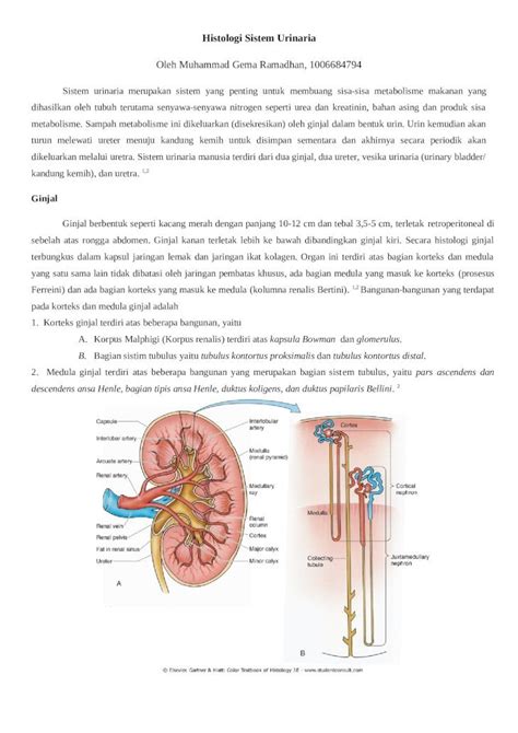 DOCX Histologi Sistem Urinaria DOKUMEN TIPS