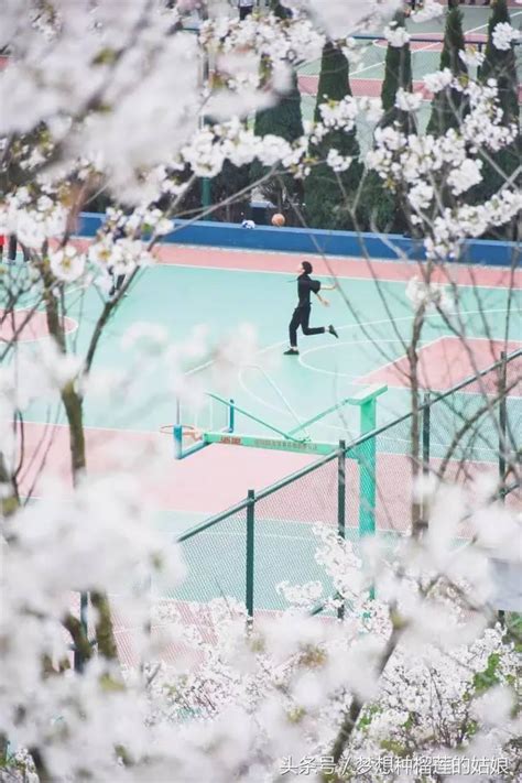 人间四月 浙师大的樱花 不负春光不负卿 每日头条