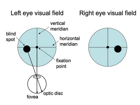 Perception Lecture Notes Lgn And V1