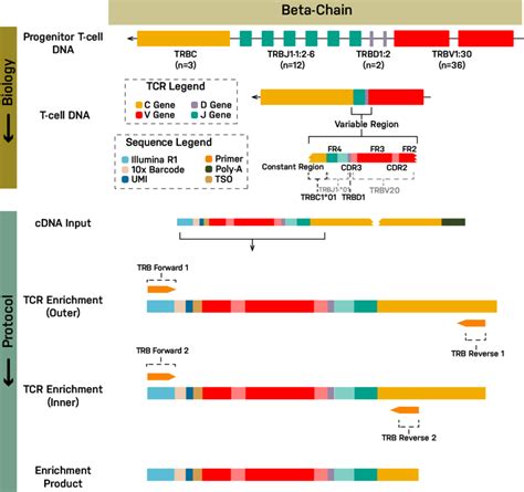 TCR β chain enrichment strategy for use with 10x scRNA sequencing The