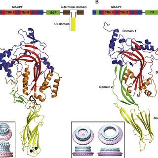 (PDF) Perforin − A key (shaped) weapon in the immunological arsenal