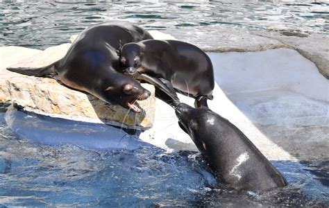 Al Bioparco di Roma è nata una otaria della California FOTO