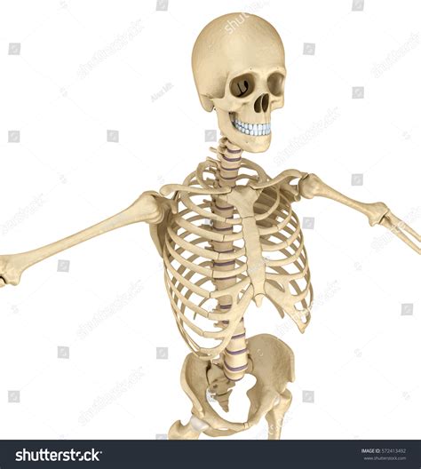 Human Skeleton Breast Chest Front View Shutterstock