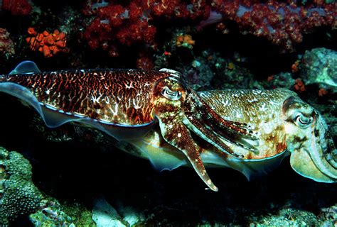 Pharaoh Cuttlefish By Peter Scoones Science Photo Library