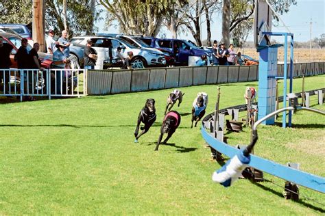 Greyhound Racing Results | The Coonamble Times