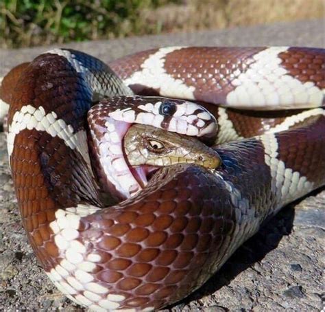 Repost from /r/pics. Snake eating snake : r/natureismetal