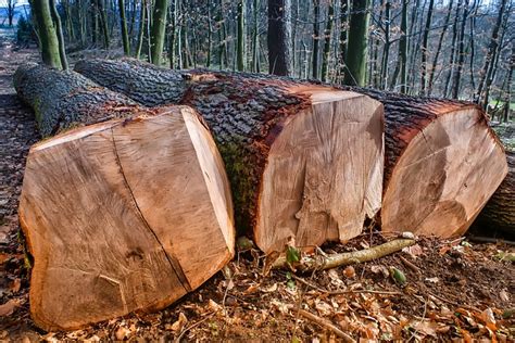 Dřevo je klasický nestárnoucí materiál který lidstvo využívá od pravěku