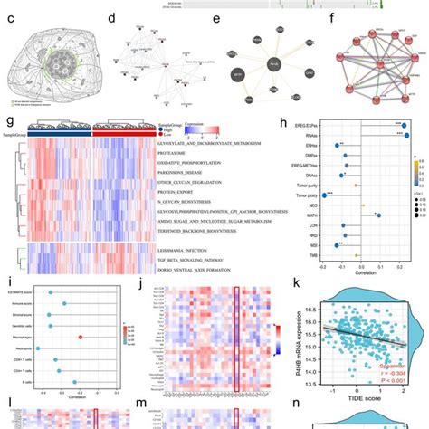 Mutation Genes Location Predicted Partners Functional Pathway Tumor