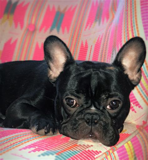 hilton garden inn san antonio live oak 3