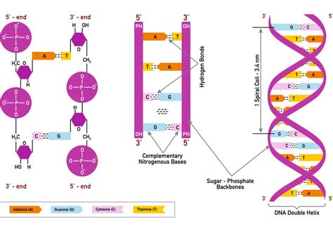 The structure of a DNA molecule | Download Scientific Diagram