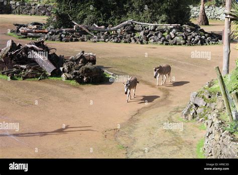 Auckland zoo animals hi-res stock photography and images - Alamy