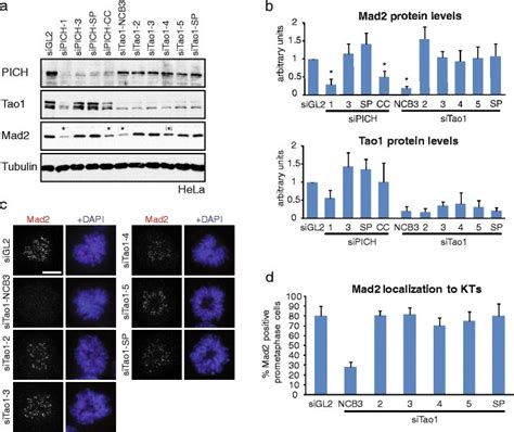 Evaluation Of Protein Knockdown Efficiency Mad2 Localization And SAC