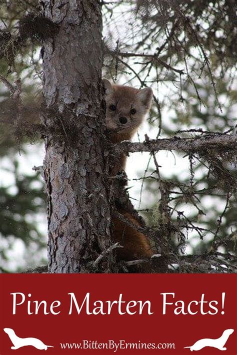 Pine Marten Facts! This is what their daily routine looks like. Nature ...