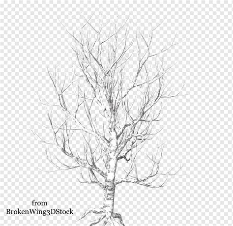 Ветка дерева, зимнее дерево, лист, фотография, ветка png | PNGWing