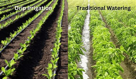 Traditional Watering Methods Vs Drip Irrigation Savings Unleashed