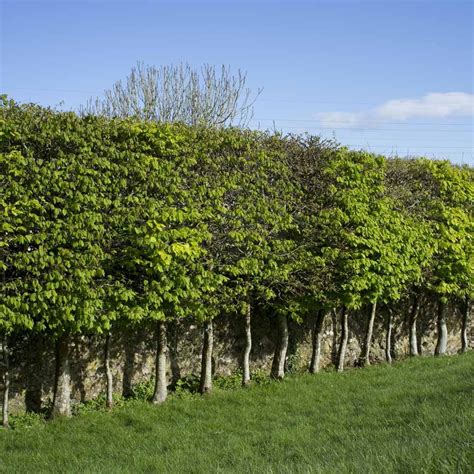 Hornbeam Hedging By Thompson And Morgan In 2021 Hedging Plants Tree Garden Design Garden