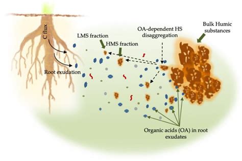 Molecules Free Full Text Chemical Structure And Biological Activity