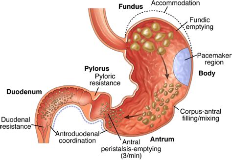 Gastric Fundus And Duodenum