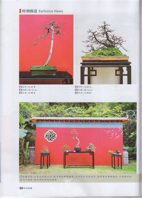 见刊——首届妈祖文化盆景展盛况刊载于《花木盆景》杂志 盆景自由讲 岭南盆景网 Powered By Discuz