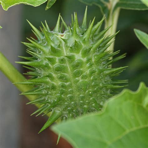 Thorn Apple Common