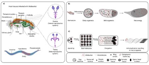 Wolbachia Tissue Tropism In Arthropods And Nematodes A Somatic And